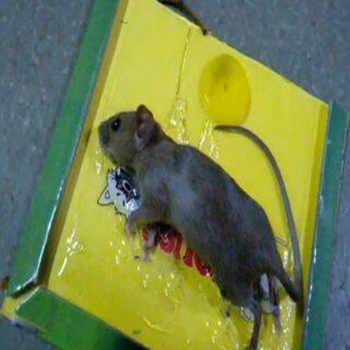 Reusable Expert Mouse & Rat Glue Trap – Heavy Duty, Strong Adhesive, Pre-Baited, Non-Toxic, Odorless, Child-Safe Pest Control for Rodents, Insects, and Bugs